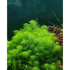 Перистолисник Гайана (Myriophyllum sp. «Guyana»)